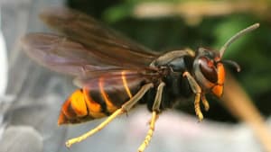 Yellow-Legged Asian Hornet Sightings and Incursion Map