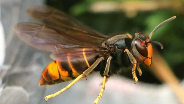 Yellow-Legged Asian Hornet Sightings and Incursion Map