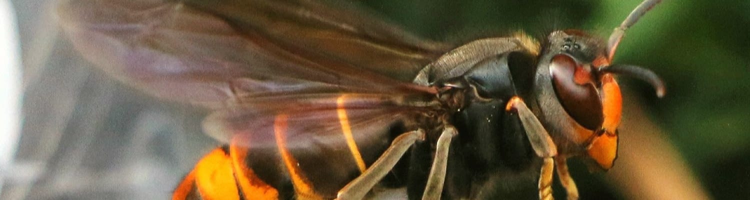 Yellow-Legged Asian Hornet Sightings and Incursion Map