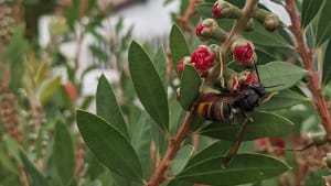 Invasive Species Week:  22nd – 28th June 2026