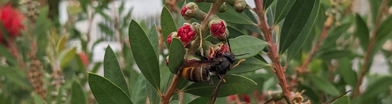 Invasive Species Week:  22nd – 28th June 2026