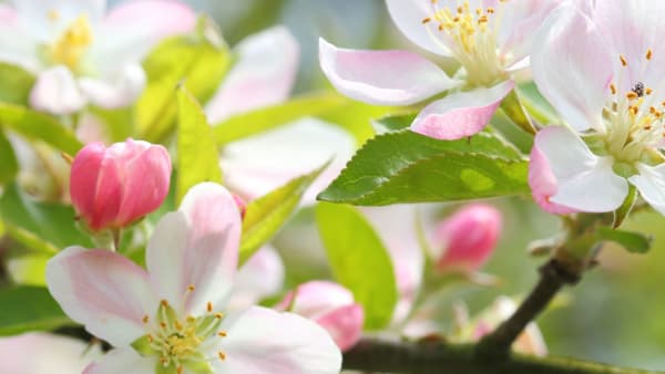 Spring Planting for Bees