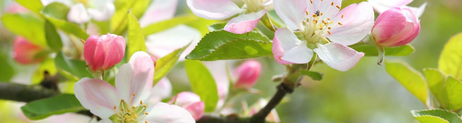 Spring Planting for Bees