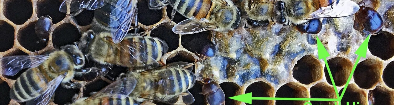 Serious Risk of Exotic Bee Pest Being Imported