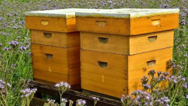 What's in the hive?