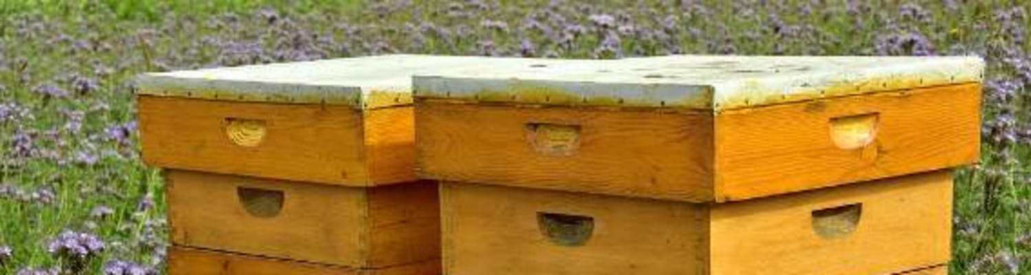 What's in the hive?