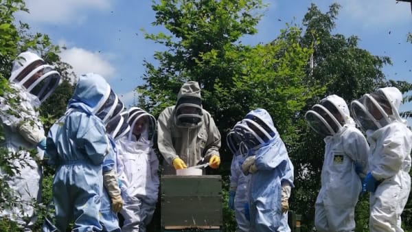 Bees in the Curriculum