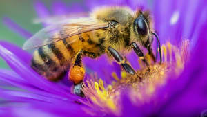 What bee is this?