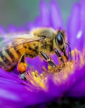 What bee is this?