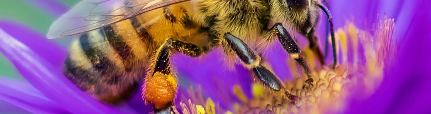 What bee is this?
