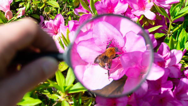 Identification