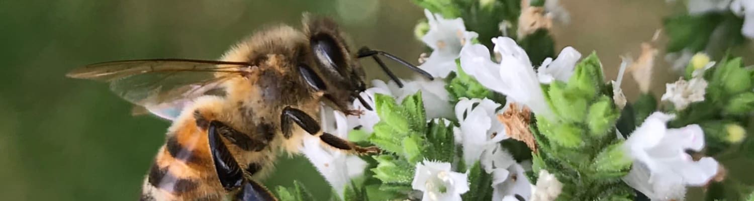 Bees &amp; Beekeeping