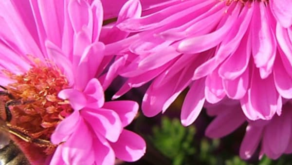 Autumn Planting for Bees