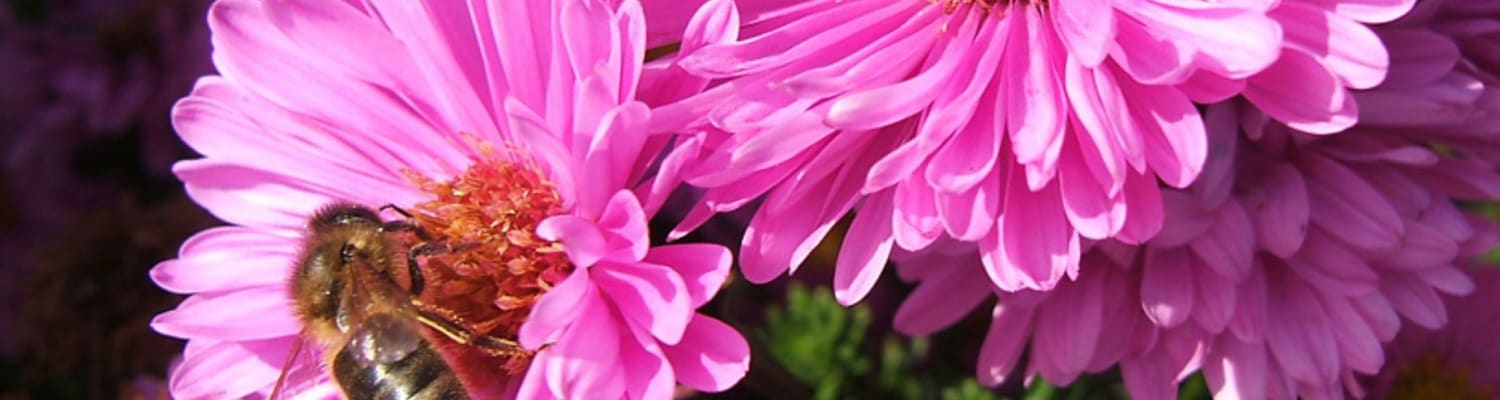 Autumn Planting for Bees
