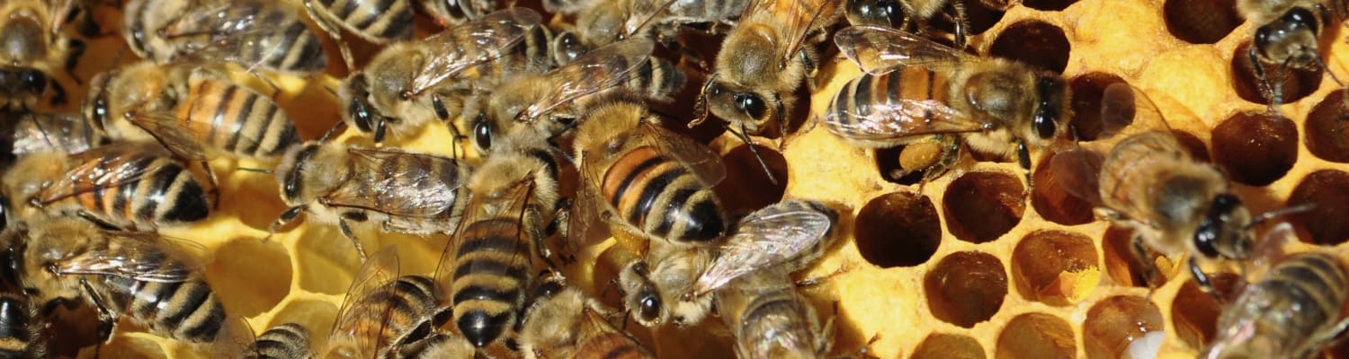 bees-in-the-news