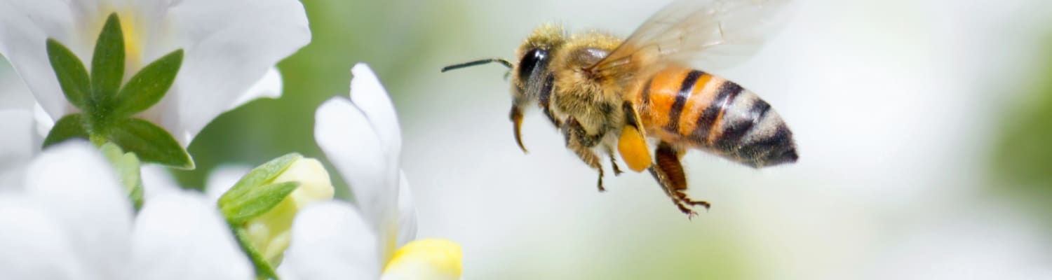 How can you help pollinators?