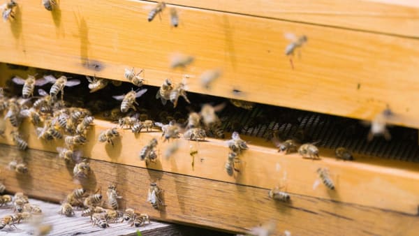 September In The Apiary 2023