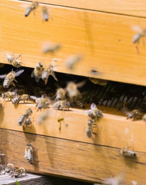 Offer Land to Bees