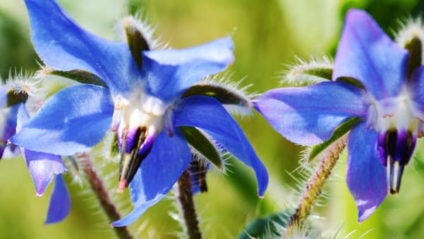 Summer Planting for Bees