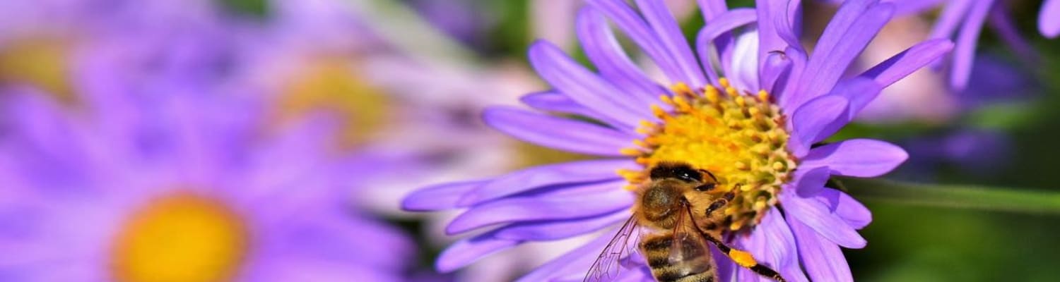 Planting for Pollinators
