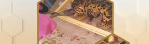 BBKA News - Husbandry: Developing Expertise - NEW!