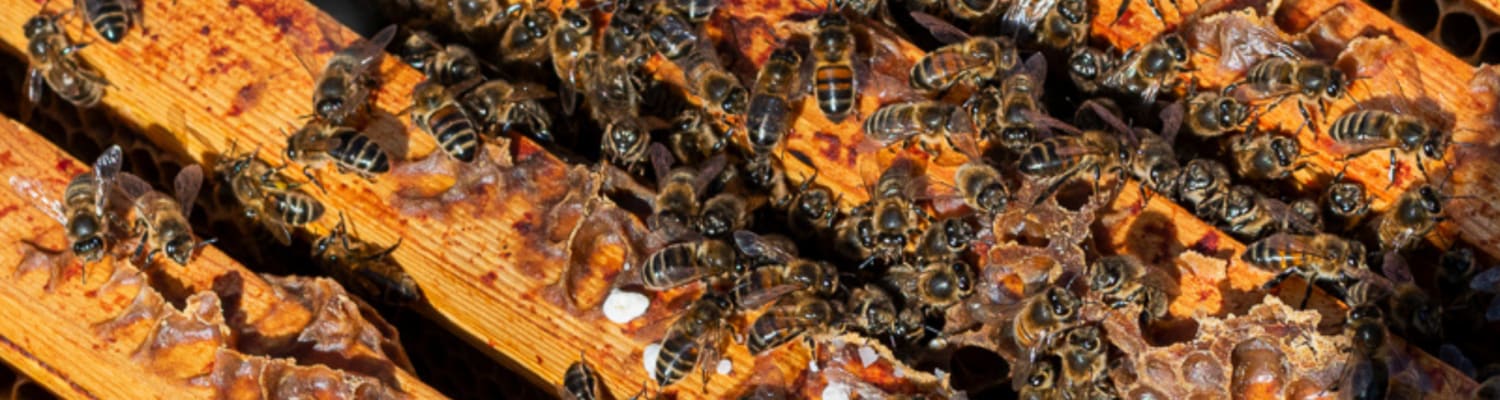 April In the Apiary 2022