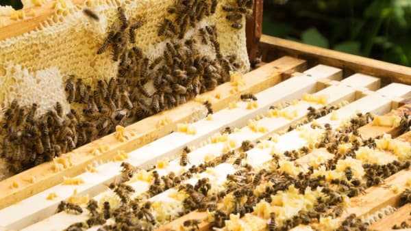 Beekeeping Courses & Events