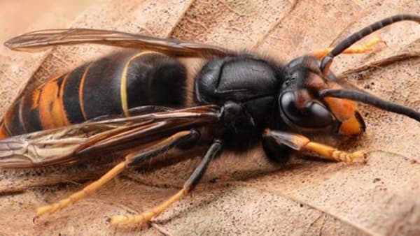 Yellow-Legged Asian Hornet Teams