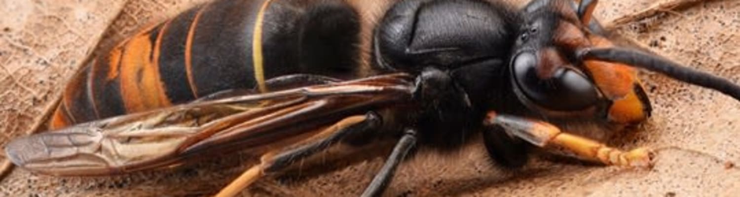 Yellow-Legged Asian Hornet Teams