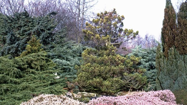 Winter Planting for Bees