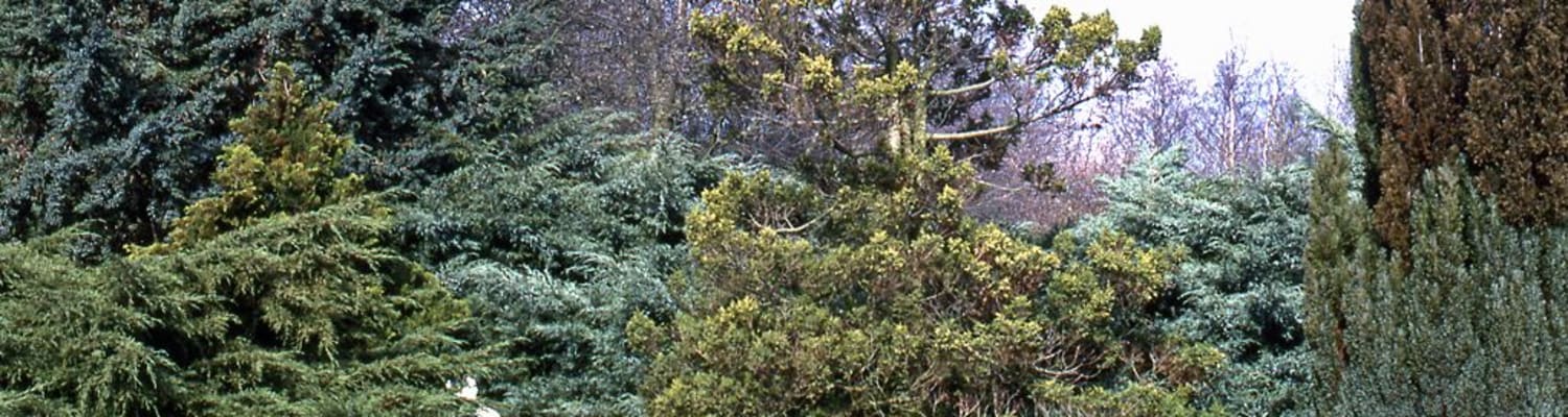 Winter Planting for Bees