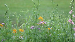 Planting for Pollinators