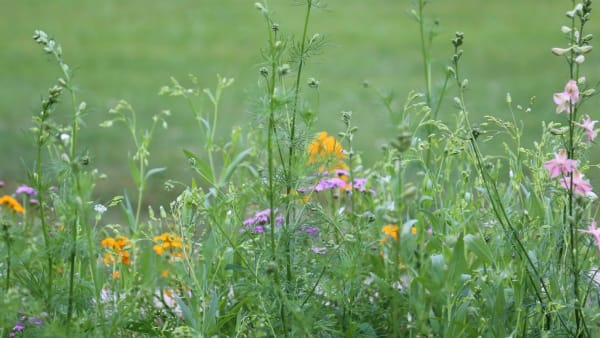 Planting for Pollinators
