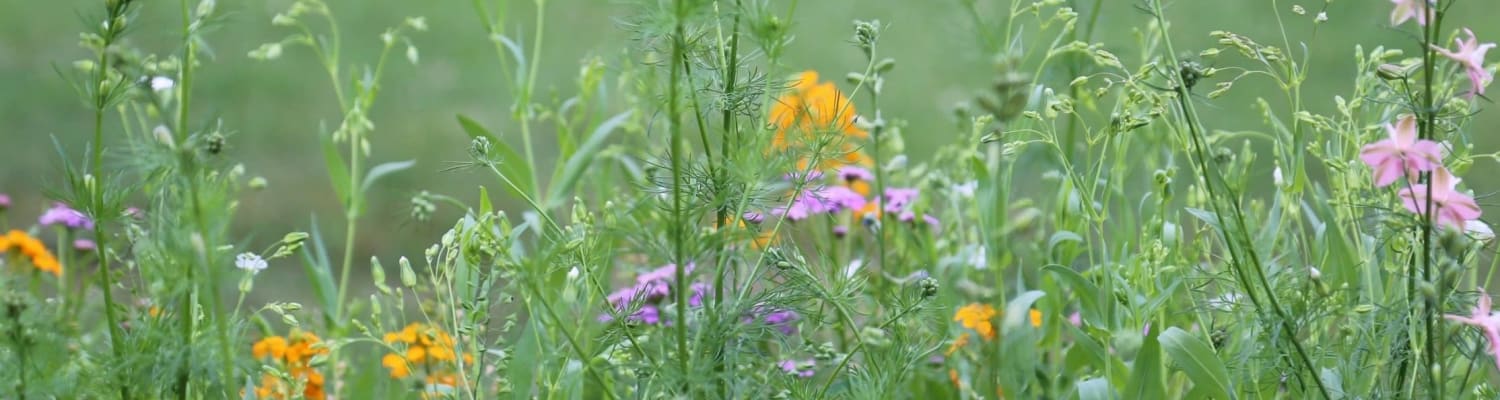 Planting for Pollinators