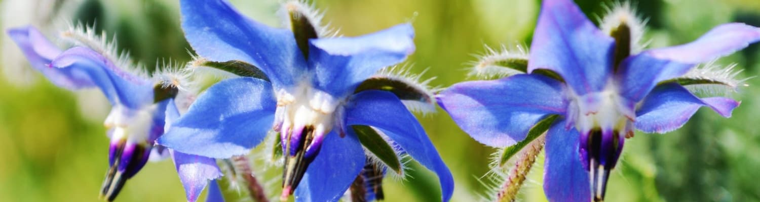Seasonal Planting for Thriving Bees and Pollinators