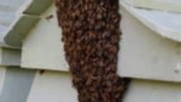 May In the Apiary 2023