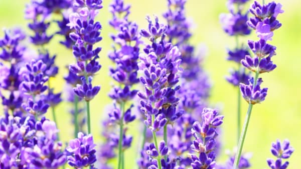 Gardening for bees