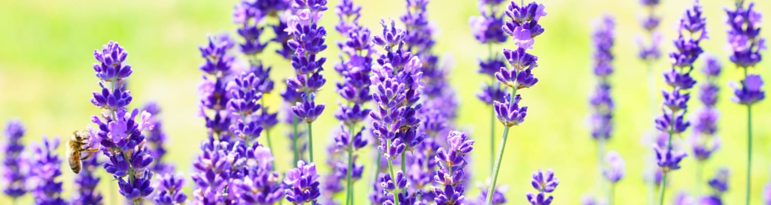 Gardening for bees