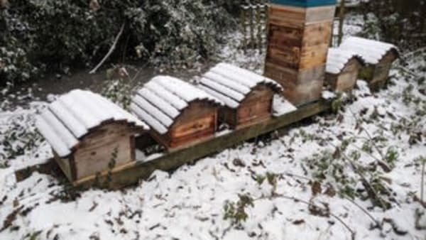December In the Apiary 2023
