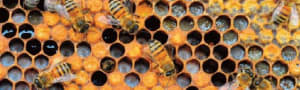 BBKA Healthy Hive Guide
