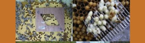 BBKA News - Integrated Pest Management