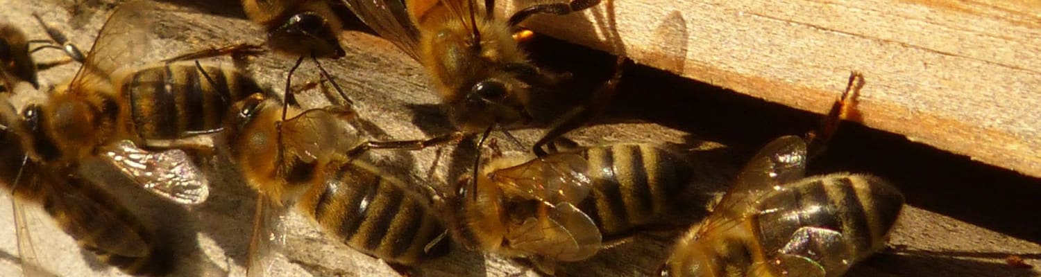 Getting Started with Beekeeping